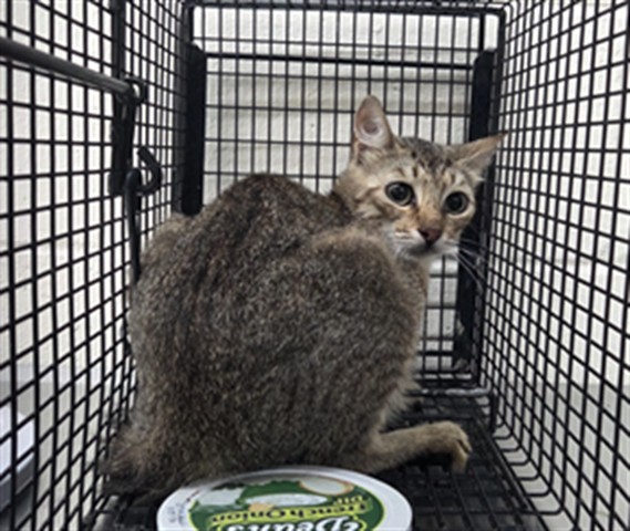 Adoptable Cat