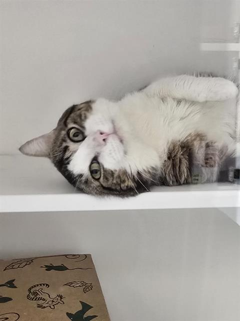 Mo