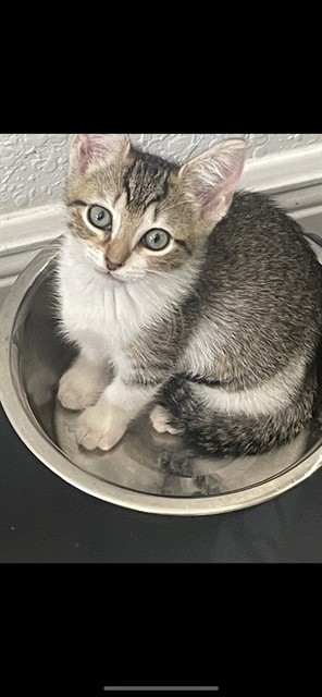 Pixie
