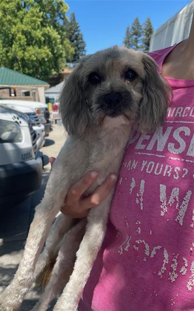 Adoptable Dog