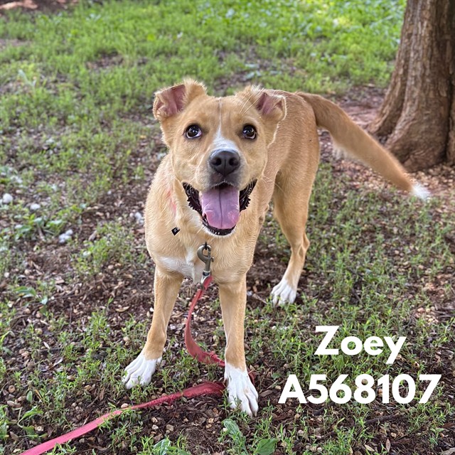 Zoey
