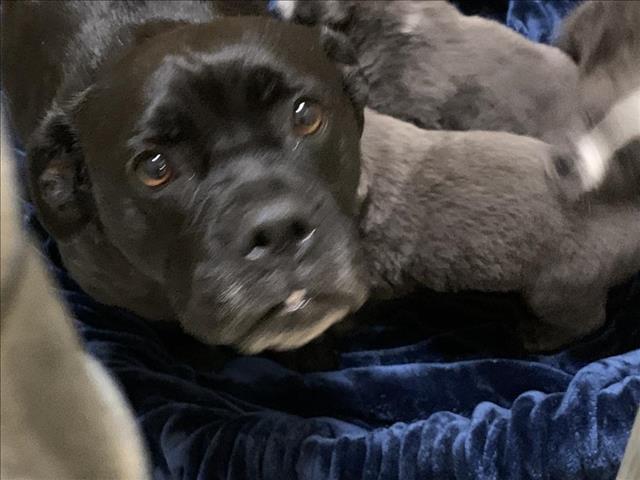 Lola