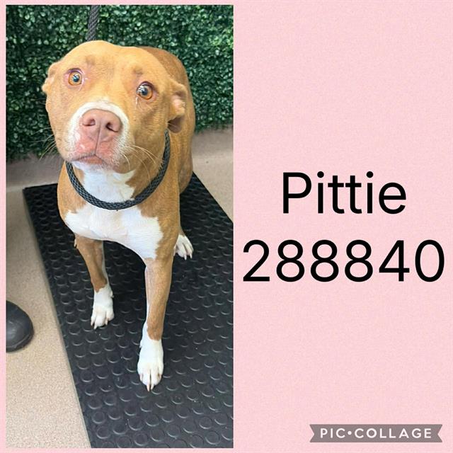 Pittie