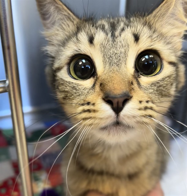 Shelter Staff Named Me *Celie Vcashelter