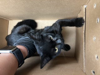 Adoptable Cat
