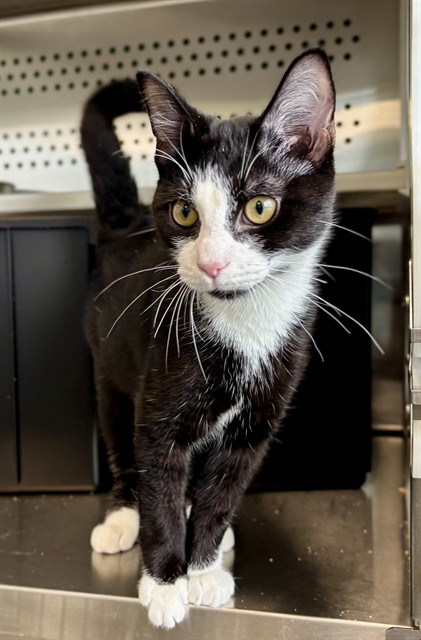 Poncho