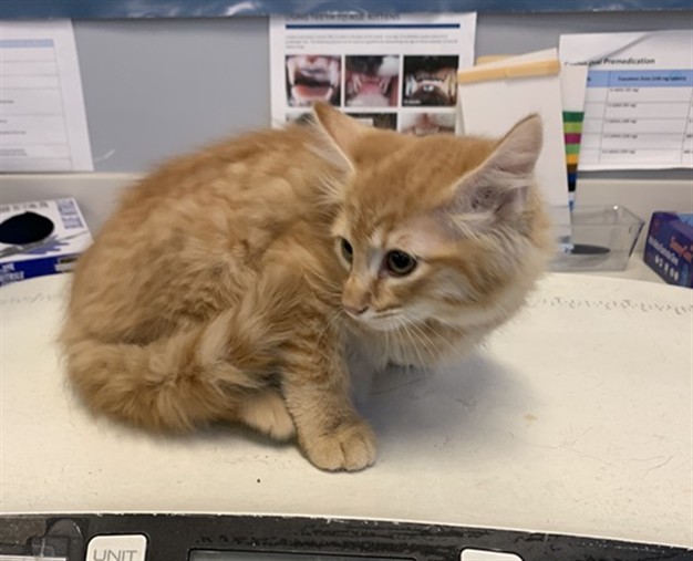 Adoptable Cat