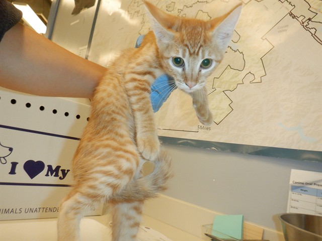 Adoptable Cat