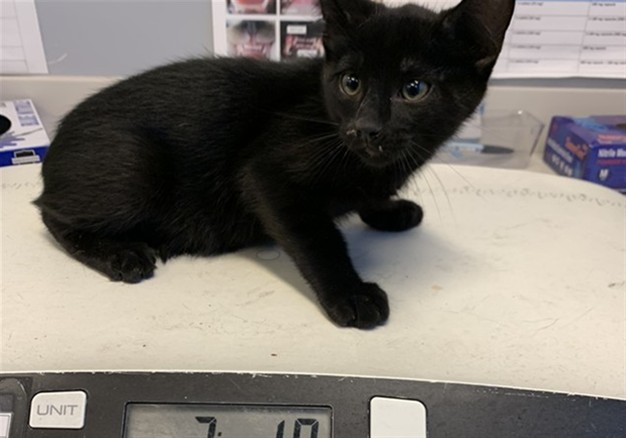 Adoptable Cat