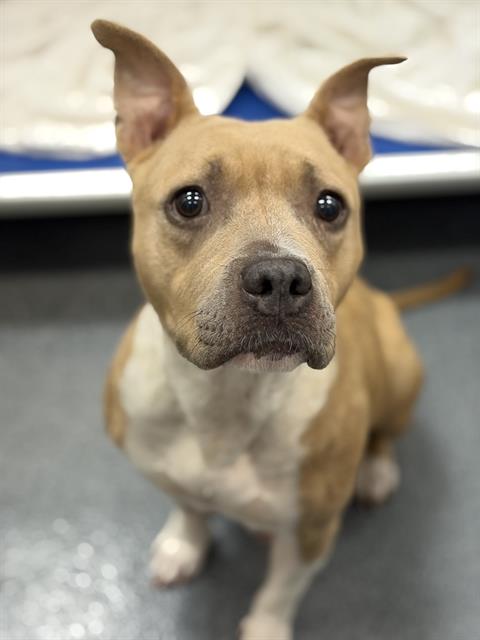 Maggie