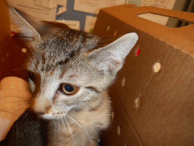 Adoptable Cat