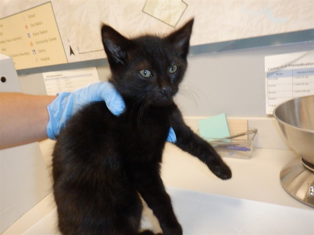 Adoptable Cat