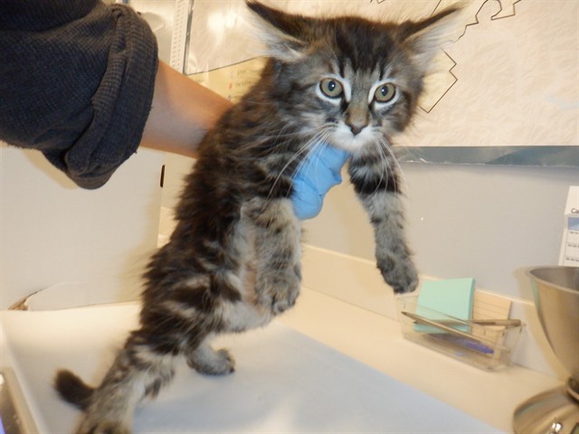 Adoptable Cat