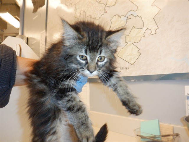 Zeus