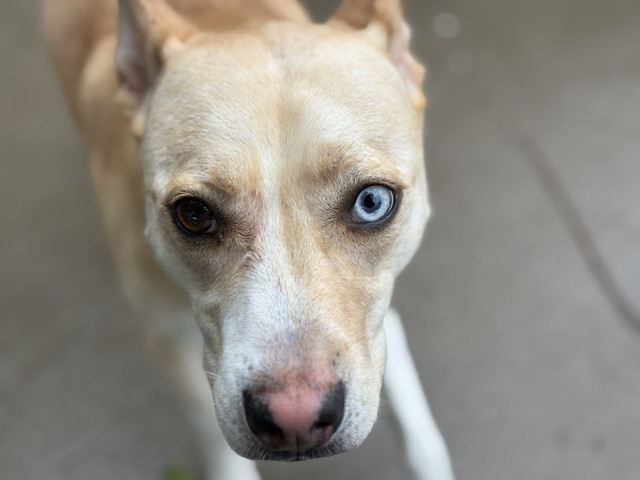 Stella