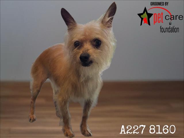Terry