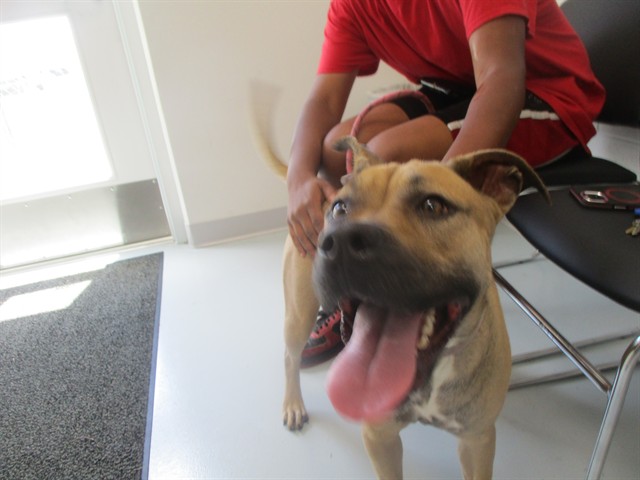 Adoptable Dog