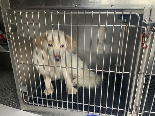 Adoptable Dog