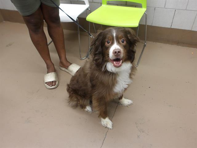 Adoptable Dog