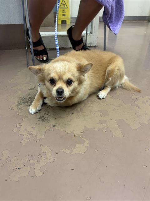 Adoptable Dog