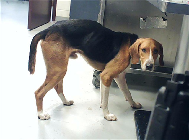 Adoptable Dog