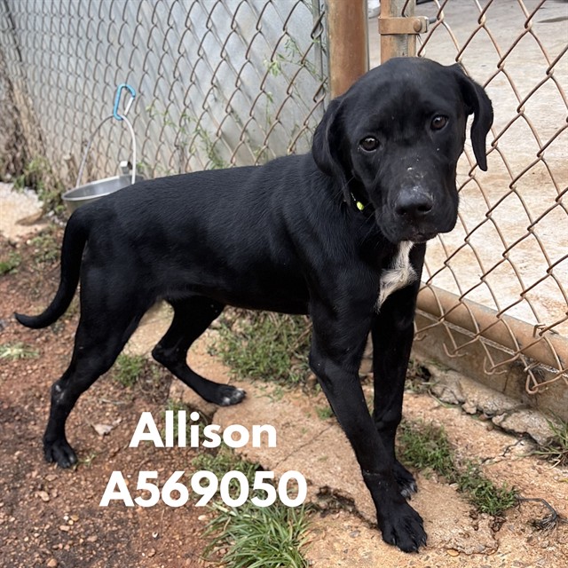Allison