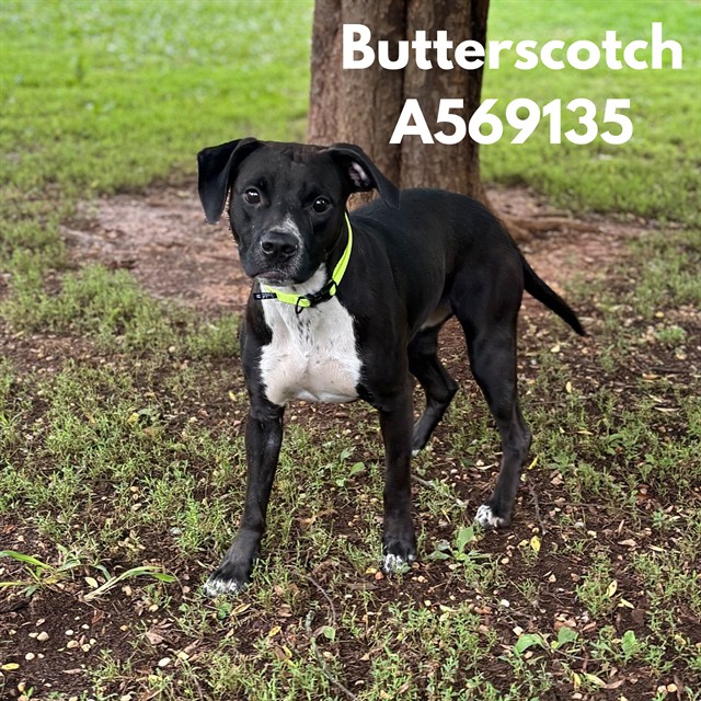 Butterscotch