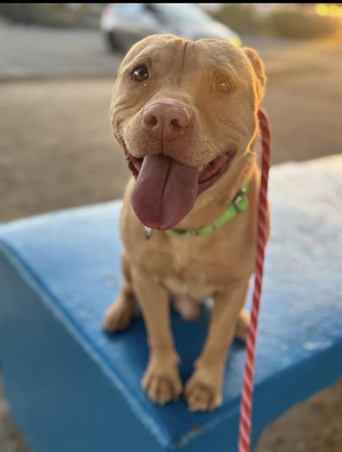 Canelo