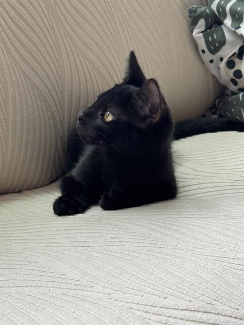 Cocoa