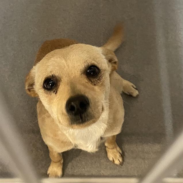 Adoptable Dog