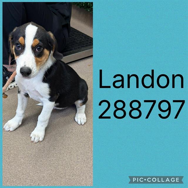 Landon