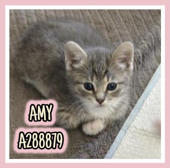 Amy
