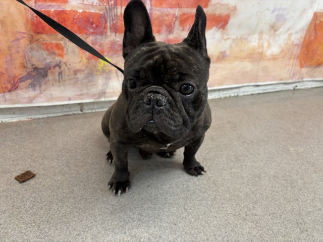 Buster Brown