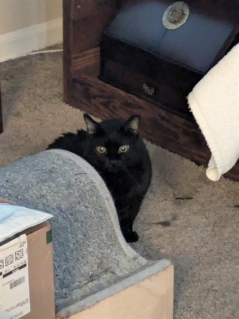 Mama Kitty