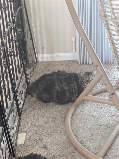 Lucy