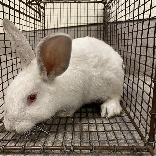Adoptable Other