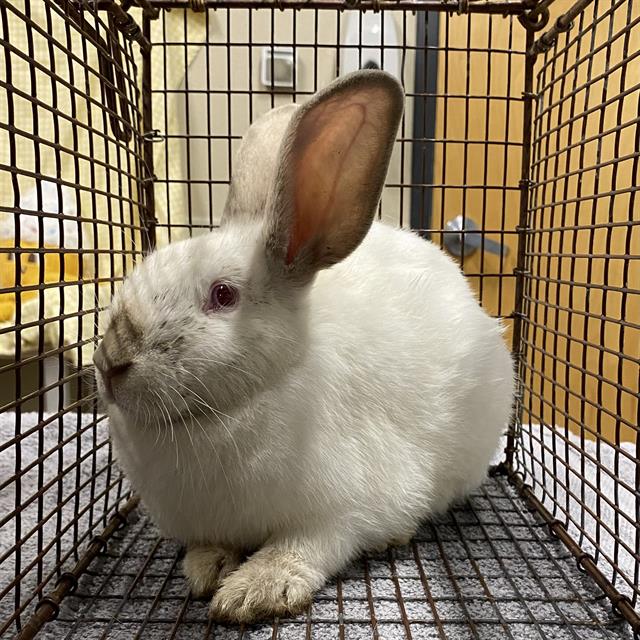Adoptable Other