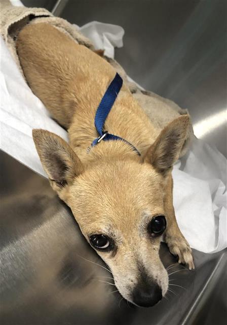 Adoptable Dog
