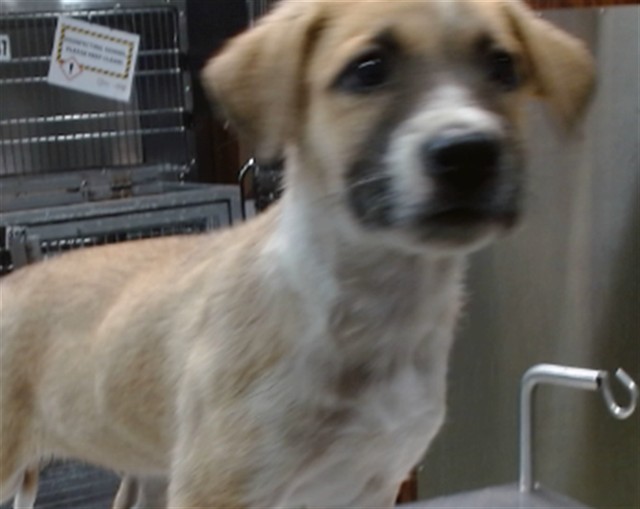 Urgent Med Adopt Ricky