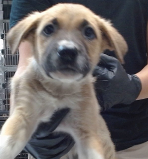 Urgent Med Adopt Richie