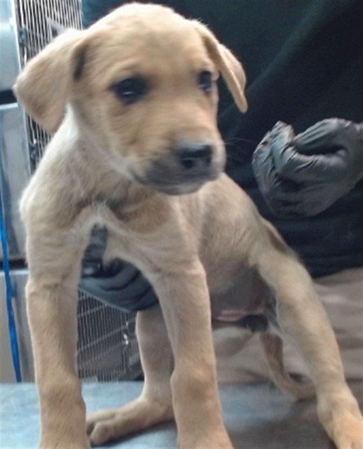 Urgent Med Adopt Vicky