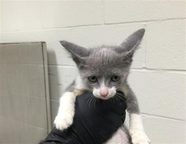 Adoptable Cat