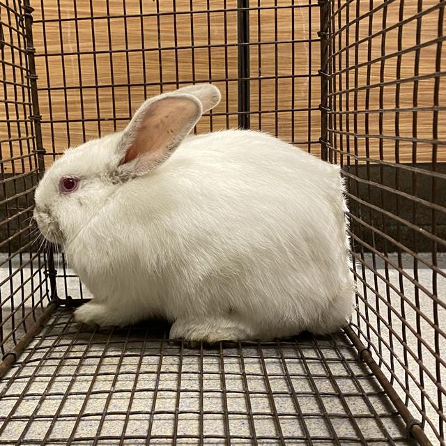 Adoptable Other