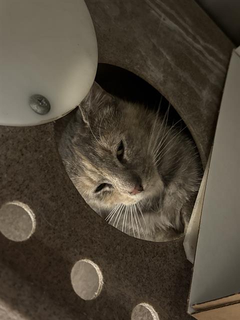 Adoptable Cat