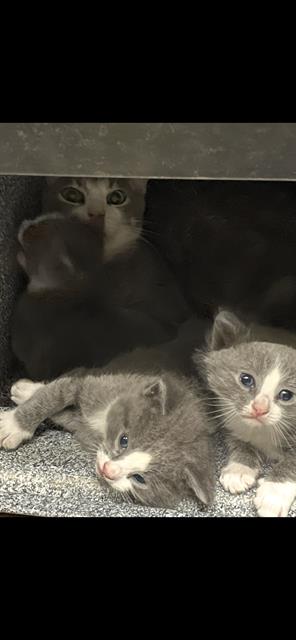 Adoptable Cat