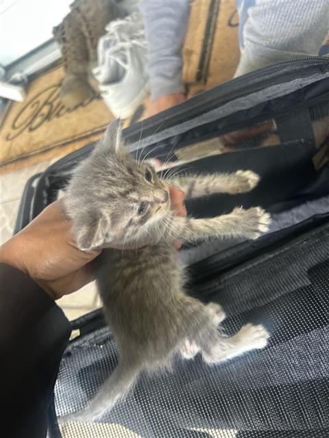 Adoptable Cat