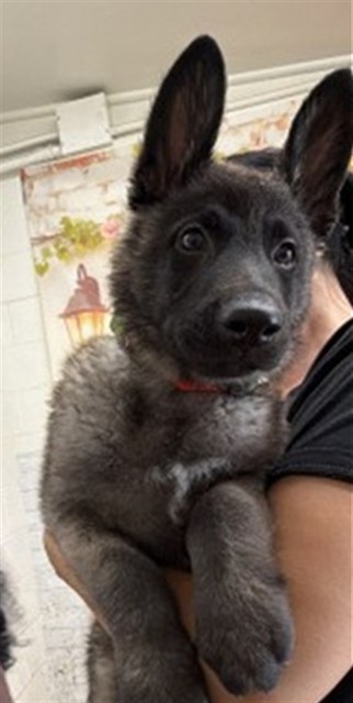 Jax