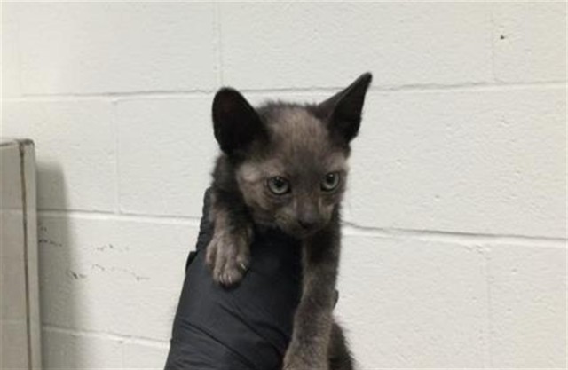 Adoptable Cat