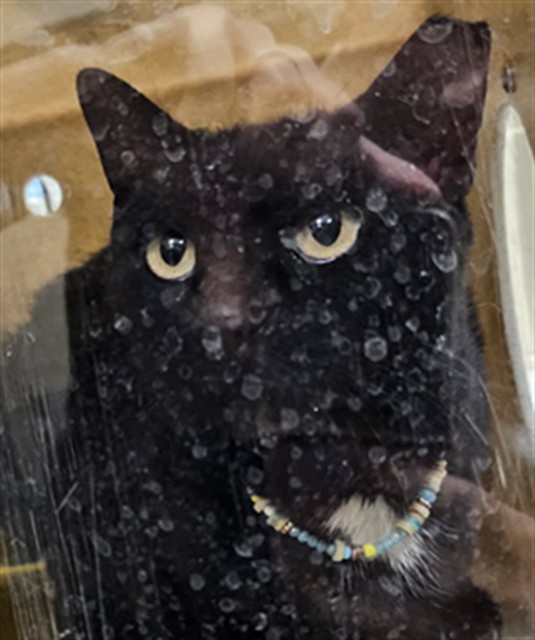 Midnight (Working Cat