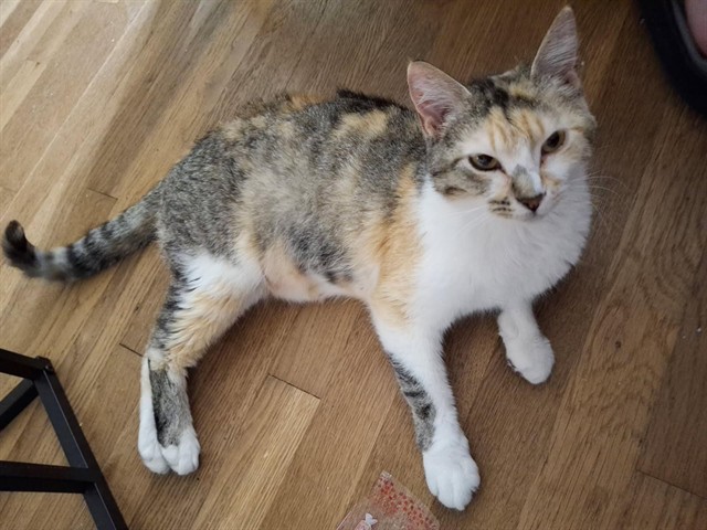 Carmela